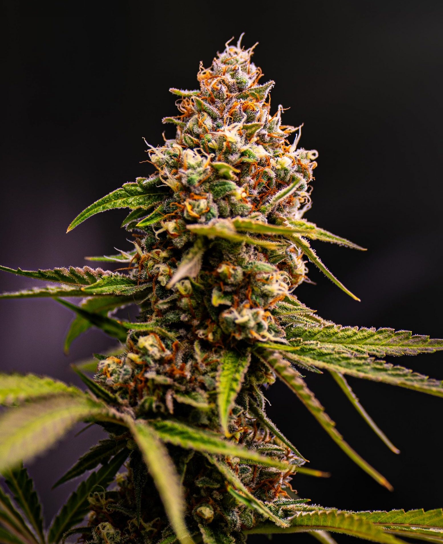 Silver Haze