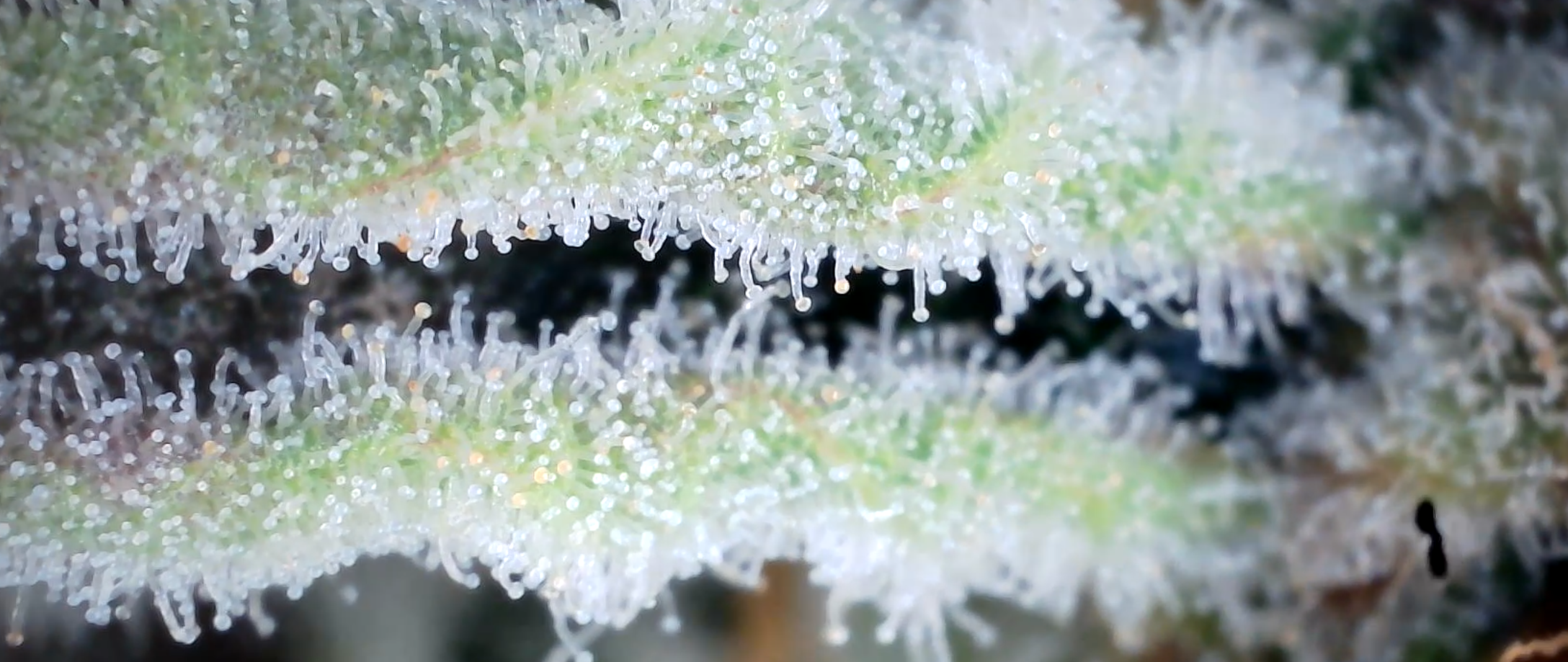 Ein Verein mit viel Harz und noch mehr Herz!