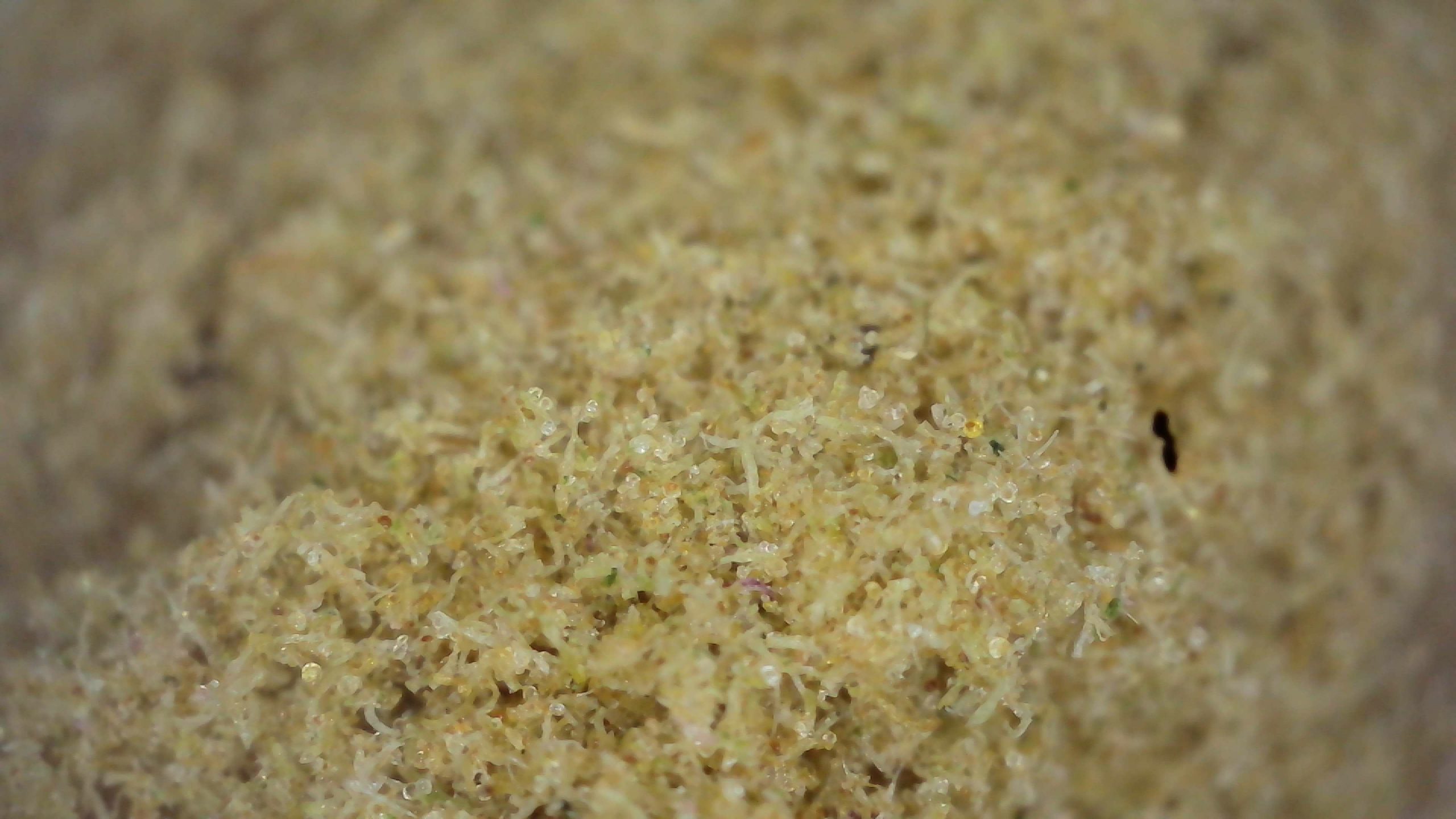 Volle Tüte voraus: Unser erstes Hasch ist da!