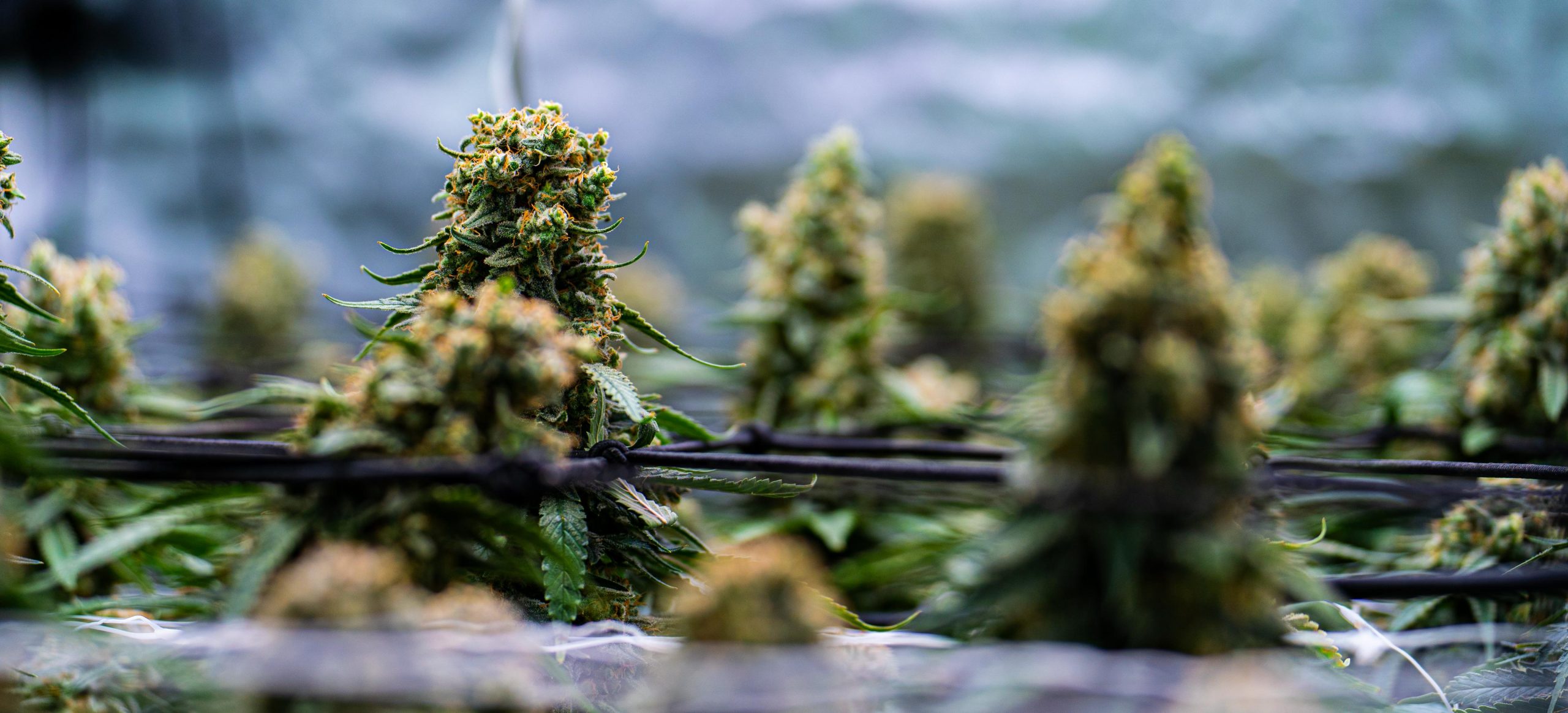 Neues aus dem Blüteraum