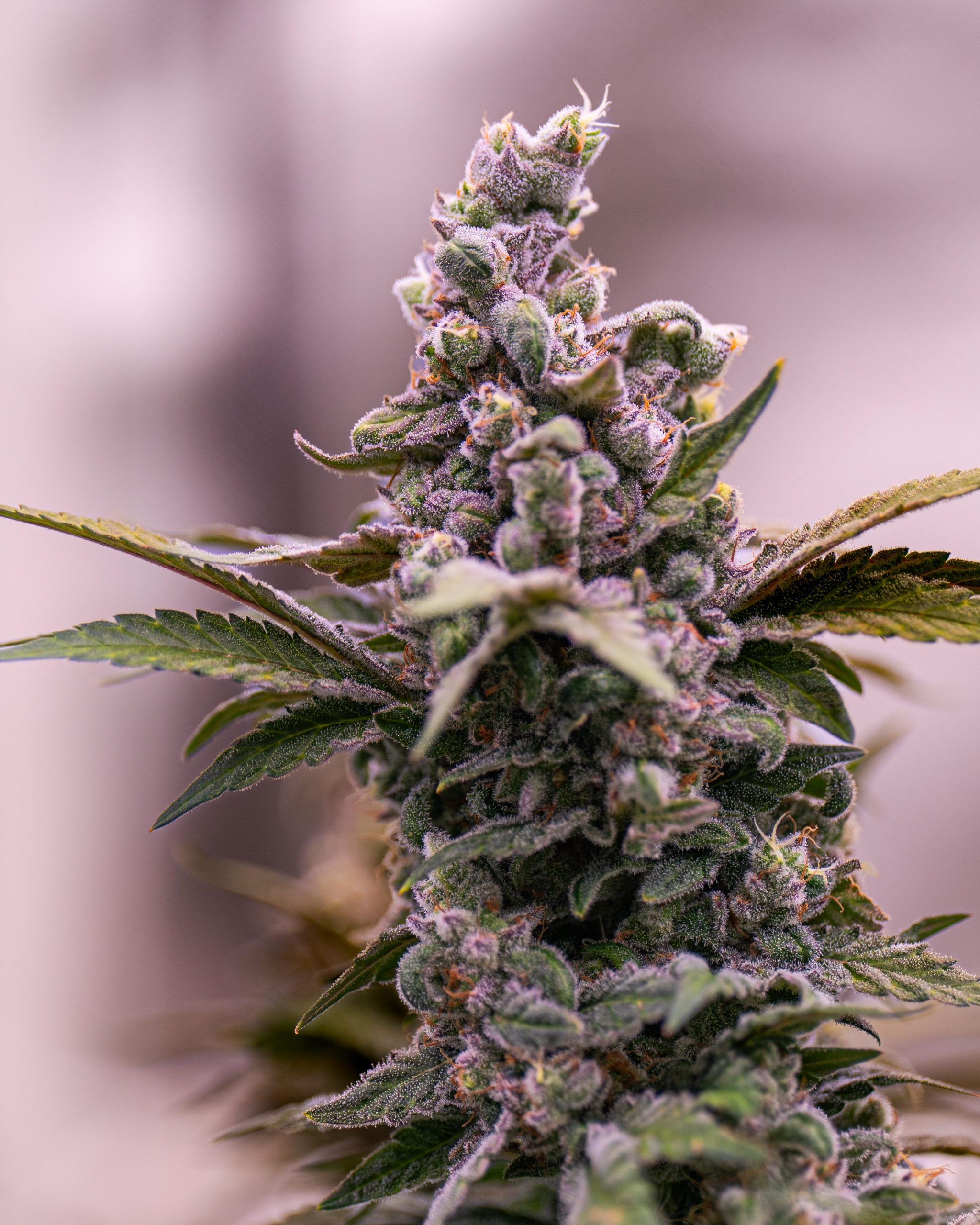 Special Kush