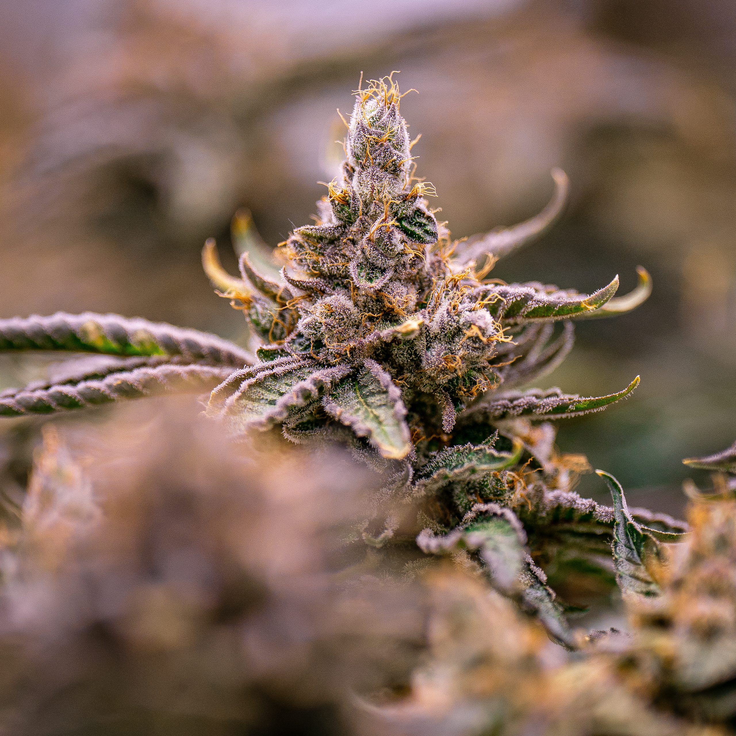 Kush and Cookies