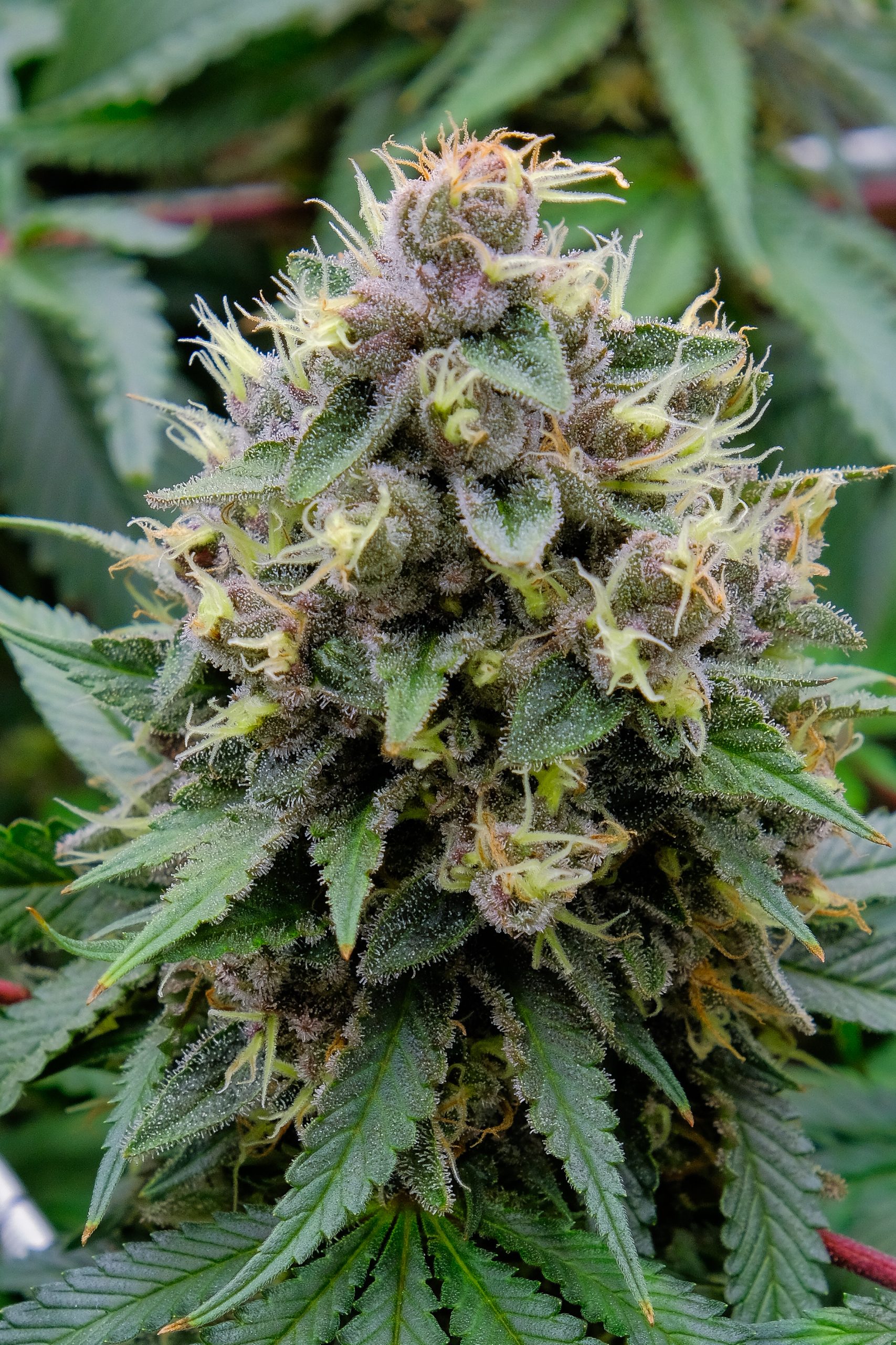 Miracle Alien Cookies (MAC)